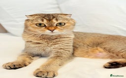 Scottish Fold cats for sale: Half Scottish half British short hair  in London - Image 3