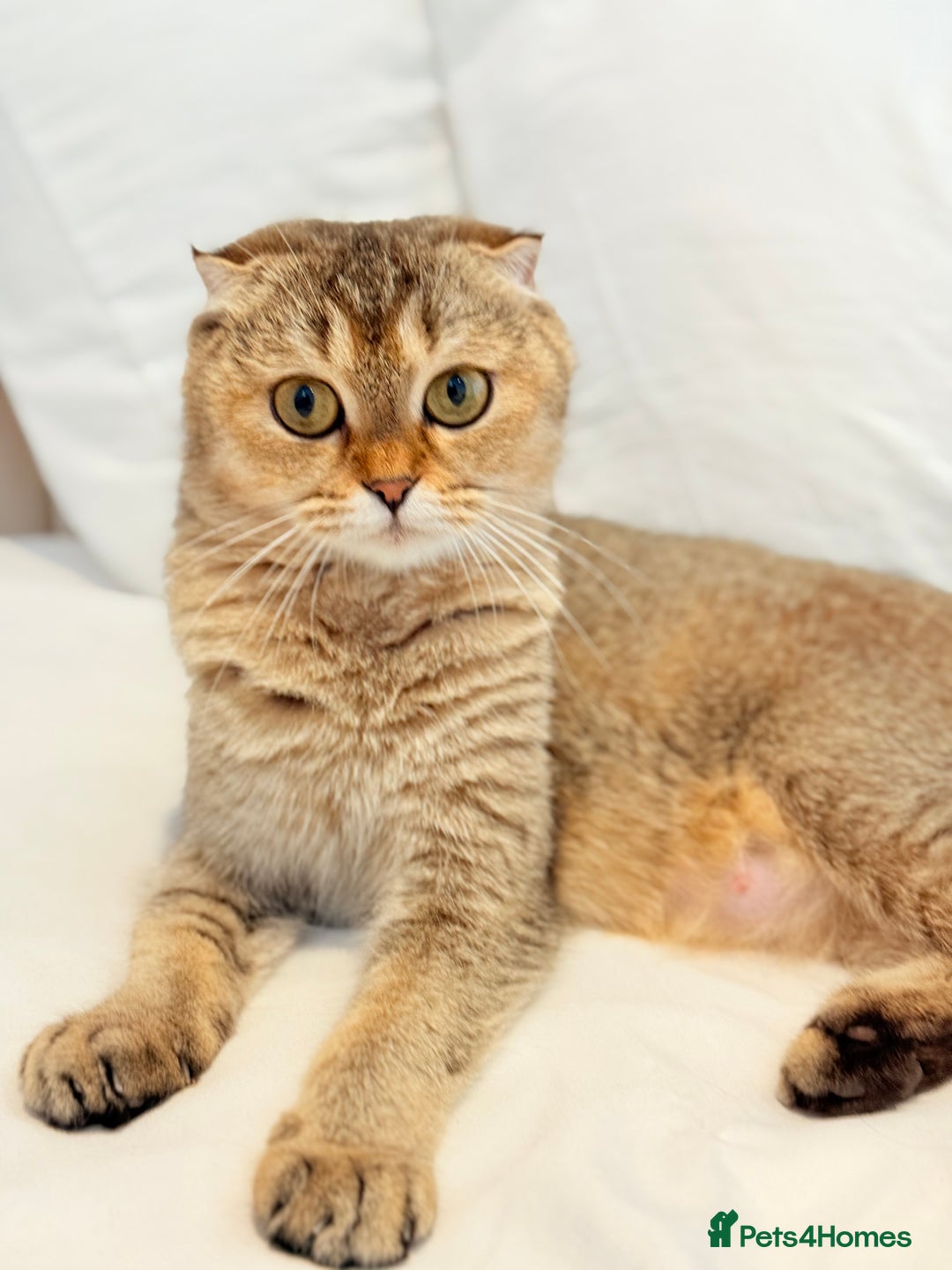 Scottish Fold cats for sale: Half Scottish half British short hair  in London - Image 3