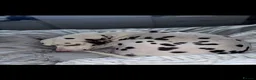 Dalmatian dogs for sale: Oreo  in Glasgow - Advert 6