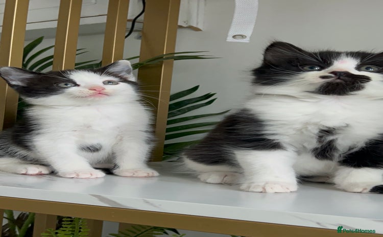 Domestic Shorthair cats for sale - Advert 2