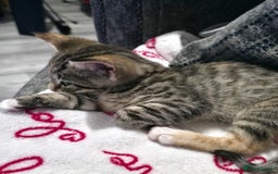 Mixed Breed cats for sale: Little Kitten Looking for a Loving Home! 💕 - Image 3