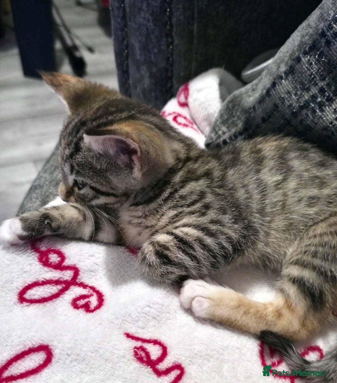Mixed Breed cats for sale: Little Kitten Looking for a Loving Home! 💕 - Image 3