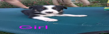 Border Collie 4