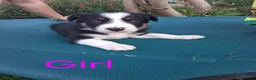 Border Collie dogs for sale: Stunning Collie puppies from working parents in Belper - Advert 1