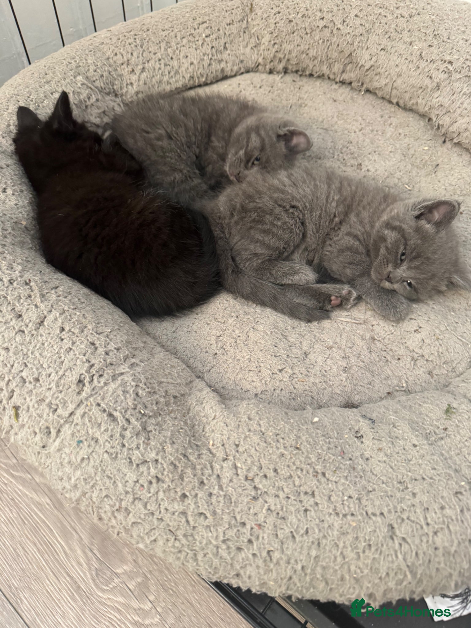 Mixed Breed cats for sale: Mixed breed kittens. - Advert 6