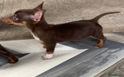 Mixed Breed dogs for sale: Adorable Dachshund x Pomchi Puppies - Image 9