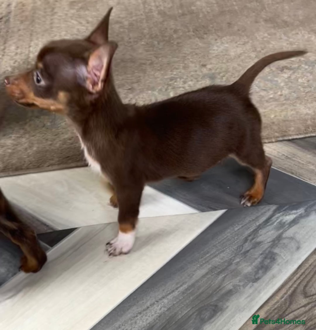 Mixed Breed dogs for sale: Adorable Dachshund x Pomchi Puppies - Image 9