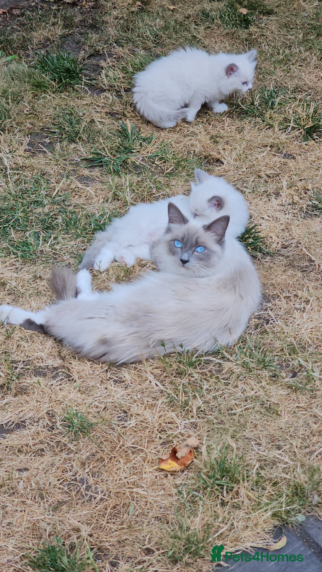 Ragdoll cats for sale: Adorable Ragdoll Boy for Sale - East London - Image 11