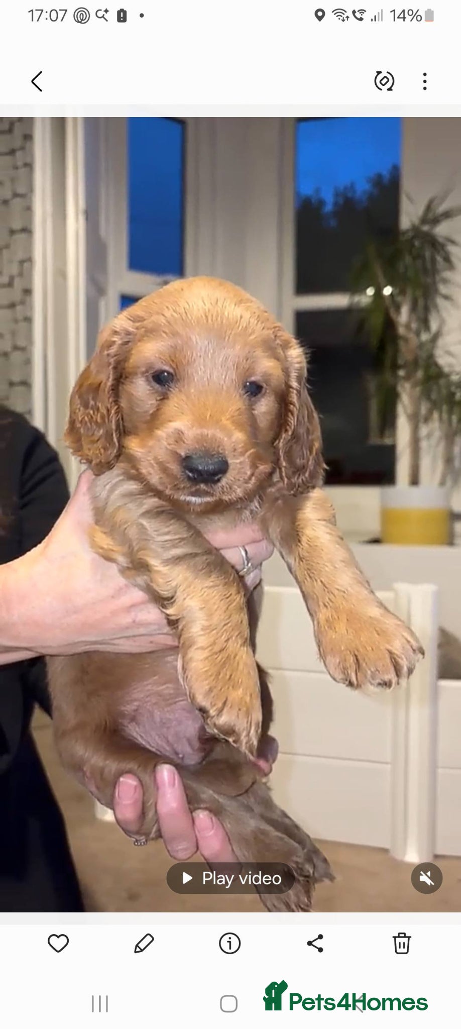 Cockapoo dogs LAST BOY LEFT!! Fab F2 Cockapoo PuppY 7 weeks old - Advert 1