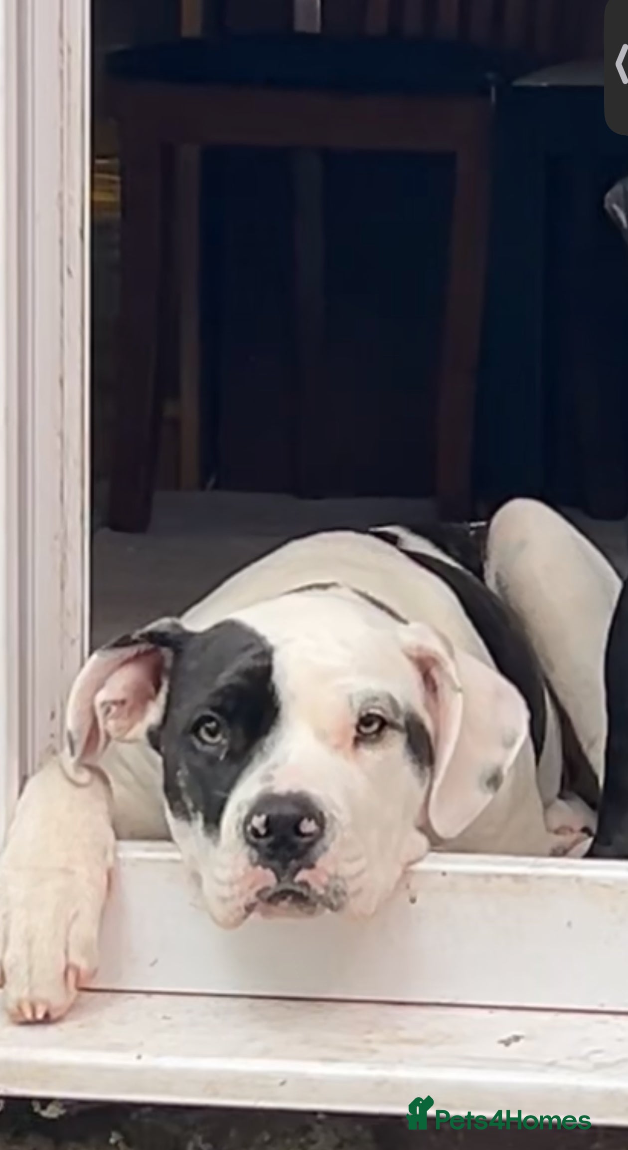 Mixed Breed dogs Beautiful dog for sale  - Advert 1