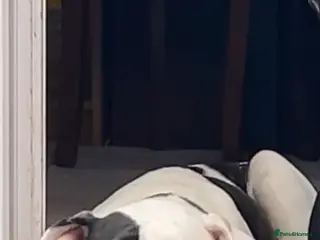 Mixed Breed dogs Beautiful dog for sale - Advert 1