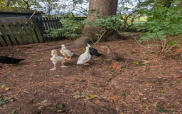 Ducks poultry for sale: 5 mixed breed ducklings  - Image 1