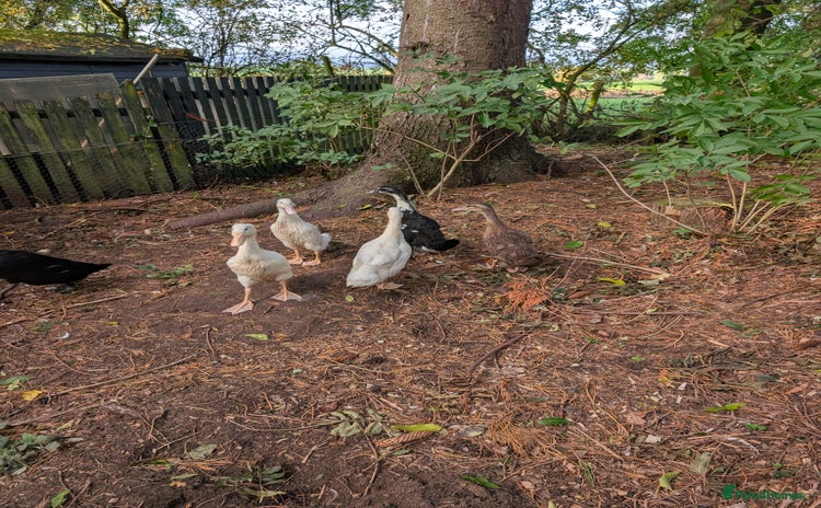 Ducks poultry - Advert 1