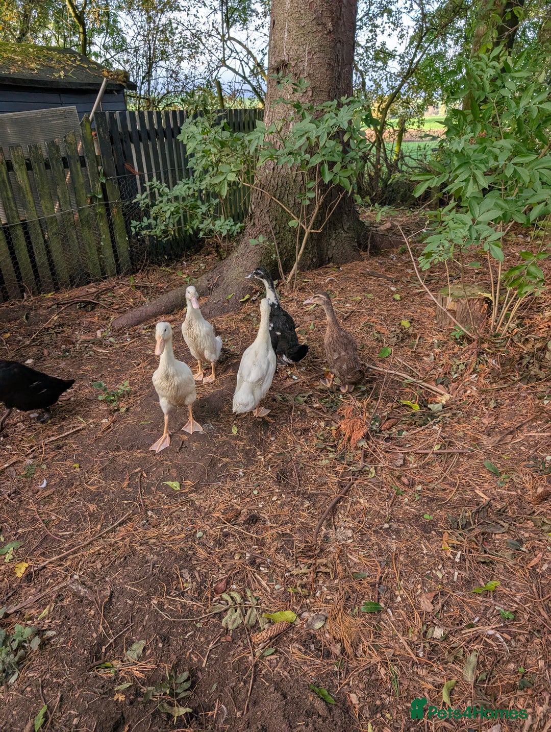 Ducks poultry for sale: 5 mixed breed ducklings  - Image 1