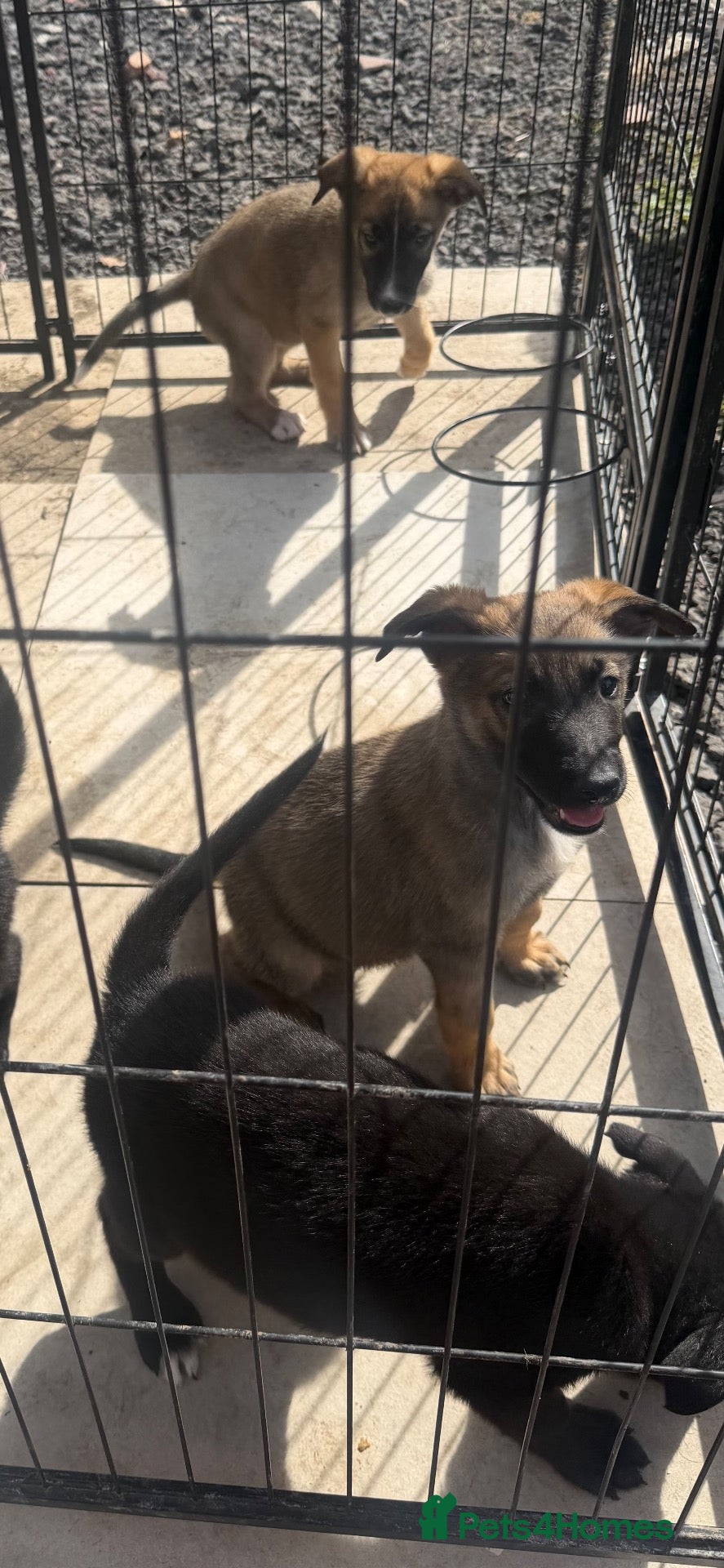 Mixed Breed dogs German shepherd x Belgian malinios puppy's  - Advert 1