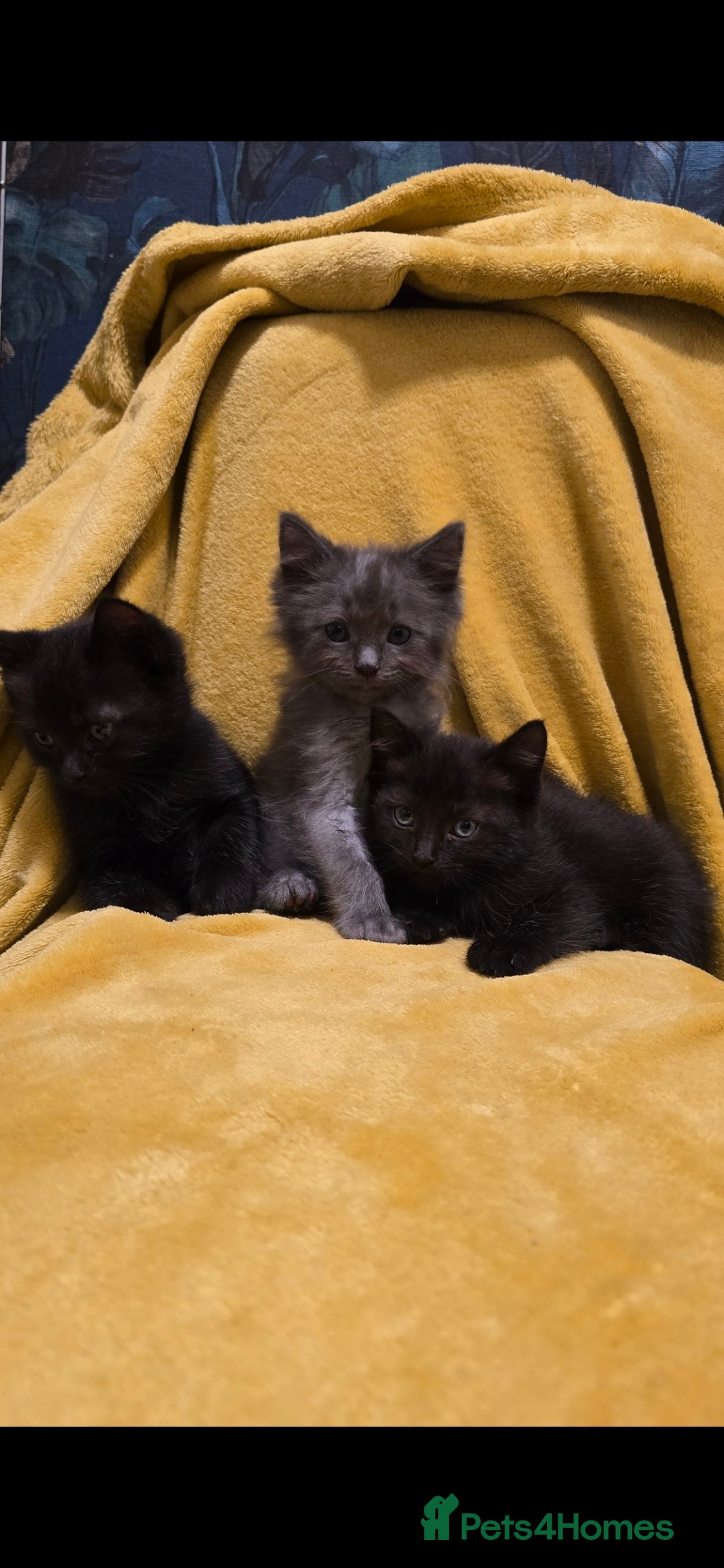 Mixed Breed cats for sale: Beautiful half ragdoll kittens - Image 7