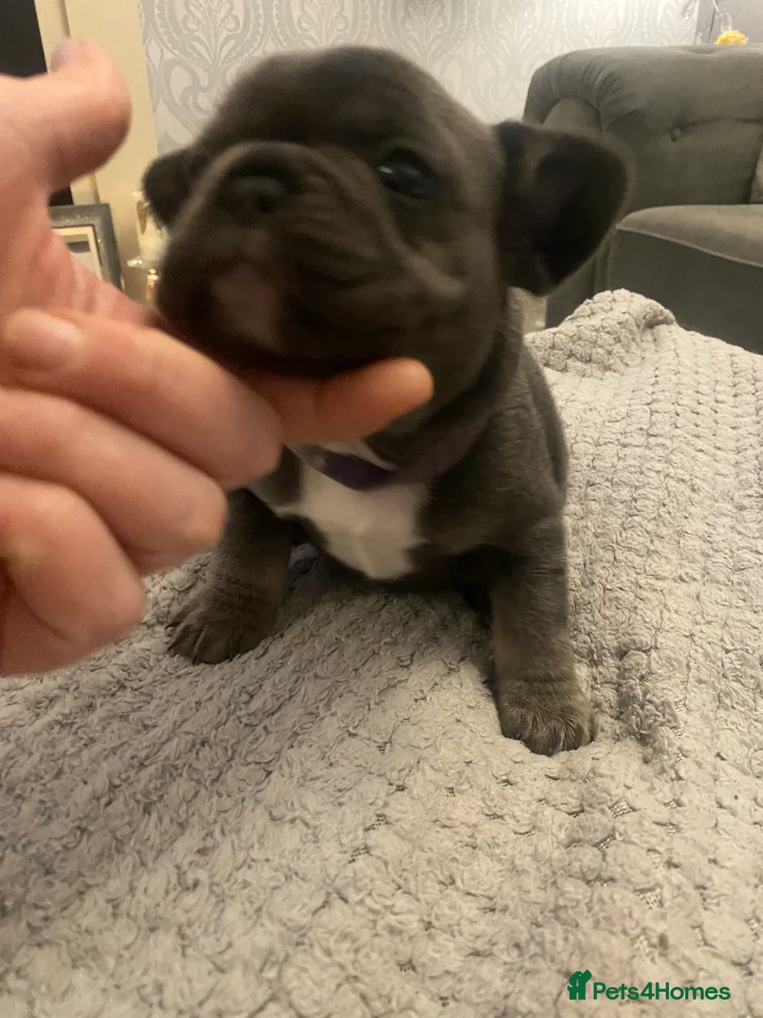 French Bulldog dogs for sale: Stunning chunky French bulldog pups  - Advert 21