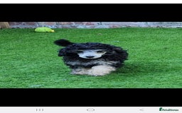 Toy Poodle dogs for stud: *Beautiful Blue Phantom*DNA Clear*Carries Silver* - Image 4