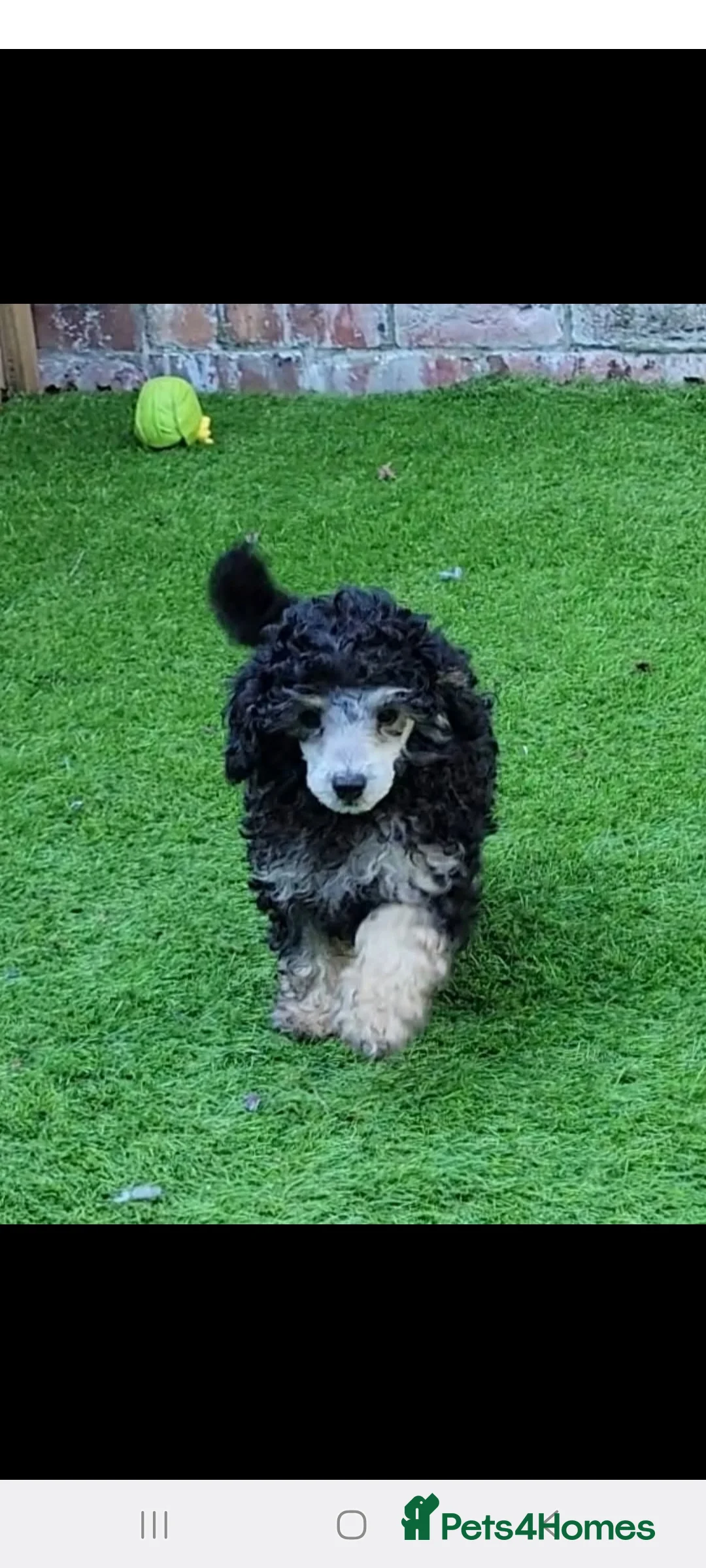 Toy Poodle dogs for stud: *Beautiful Blue Phantom*DNA Clear*Carries Silver* - Advert 6
