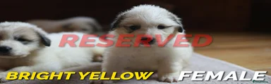 RESERVED - Pyrenean Mountain Dog 3 - Bright Yellow 