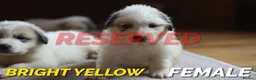 Pyrenean Mountain Dog dogs for sale: Adorable Puppies, Looking For Forever Homes! - Advert 12