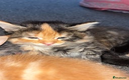 Mixed Breed cats for sale: 2 male 2 female kittens  - Image 7