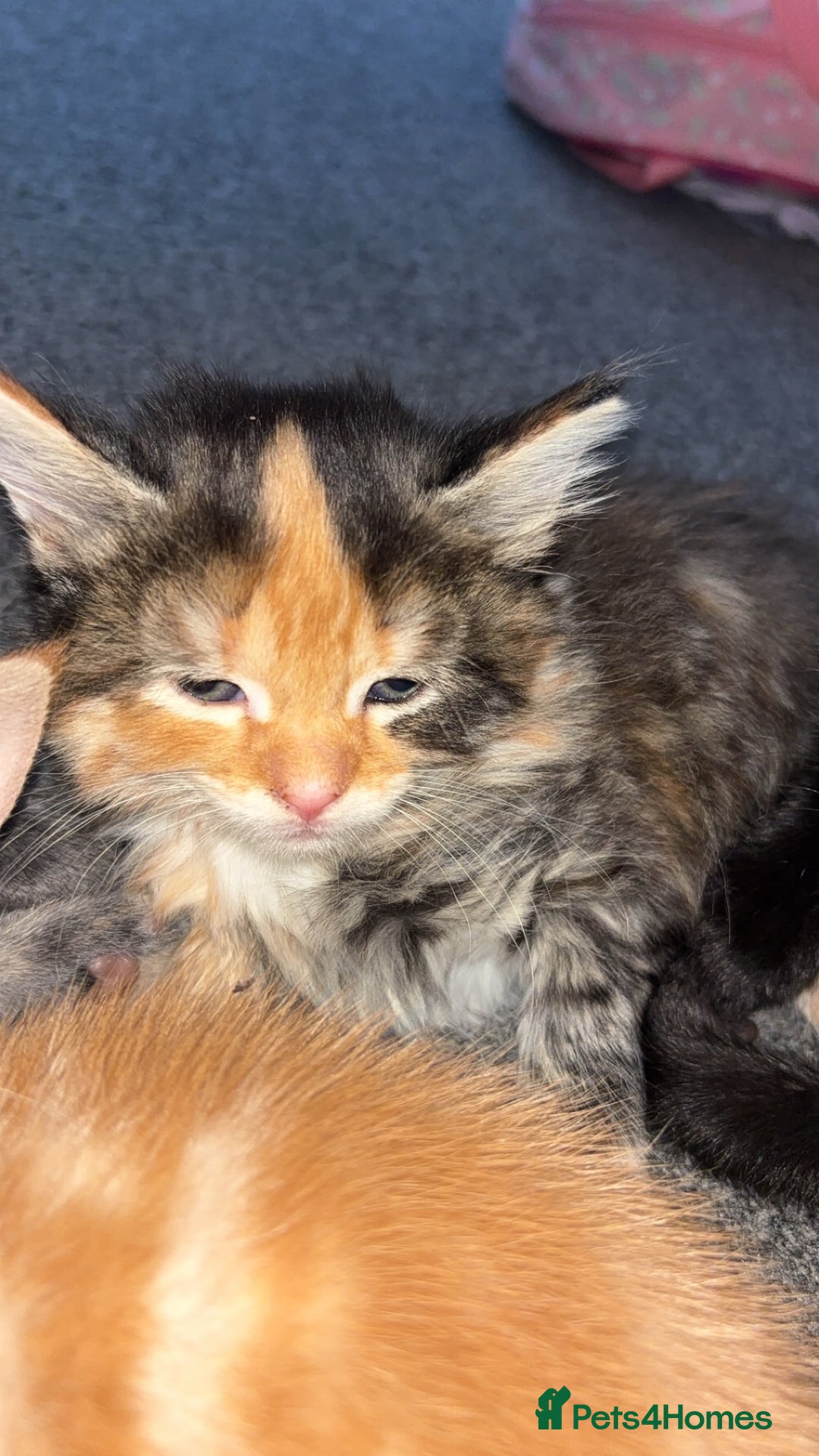 Mixed Breed cats for sale: 2 male 2 female kittens  - Image 7