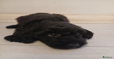 Cockapoo dogs - Advert 3