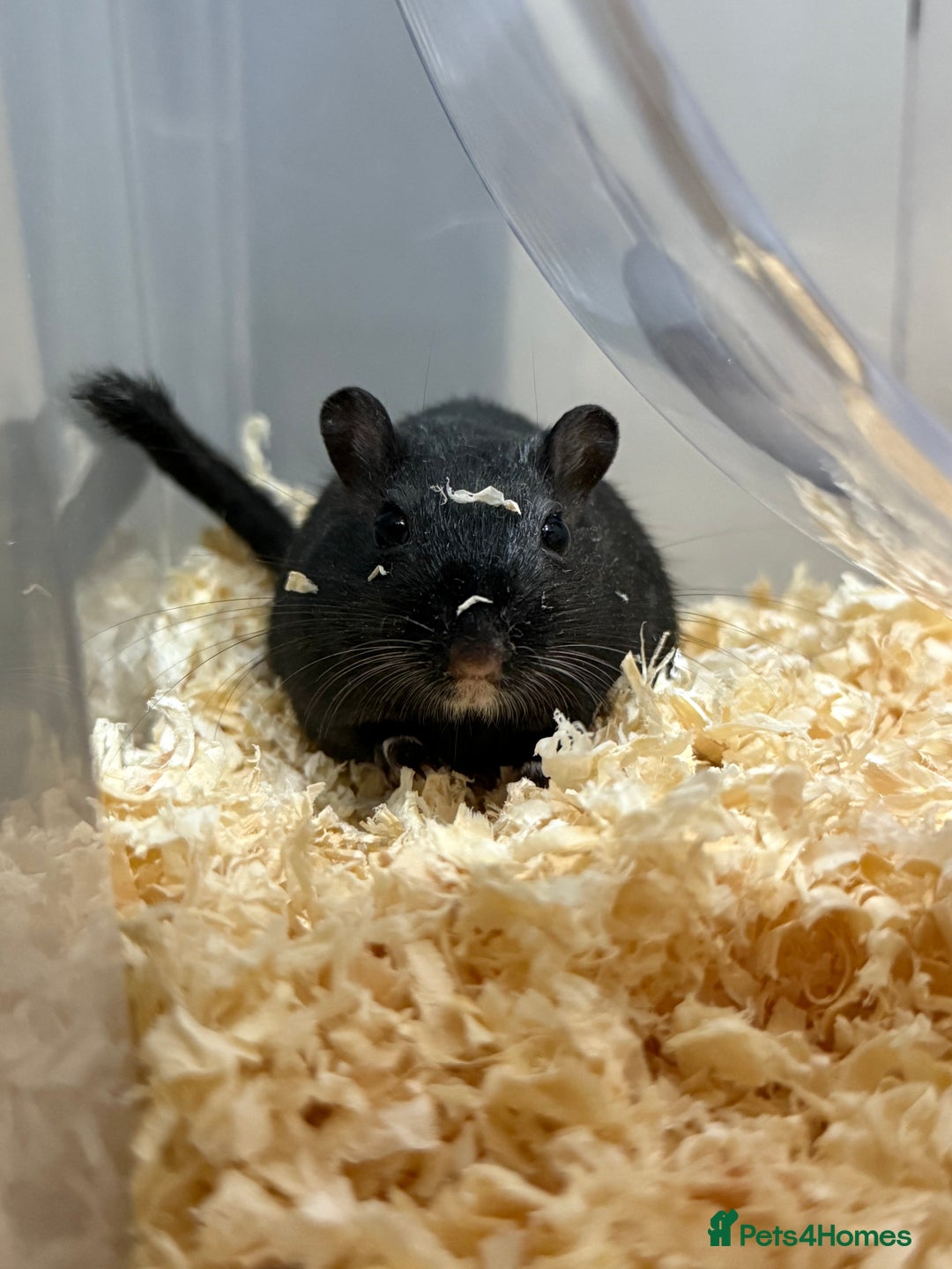 Gerbil rodents for sale: Male gerbil. OPEN TO OFFERS - Image 1