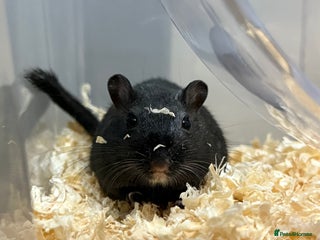 Gerbil rodents - Advert 3