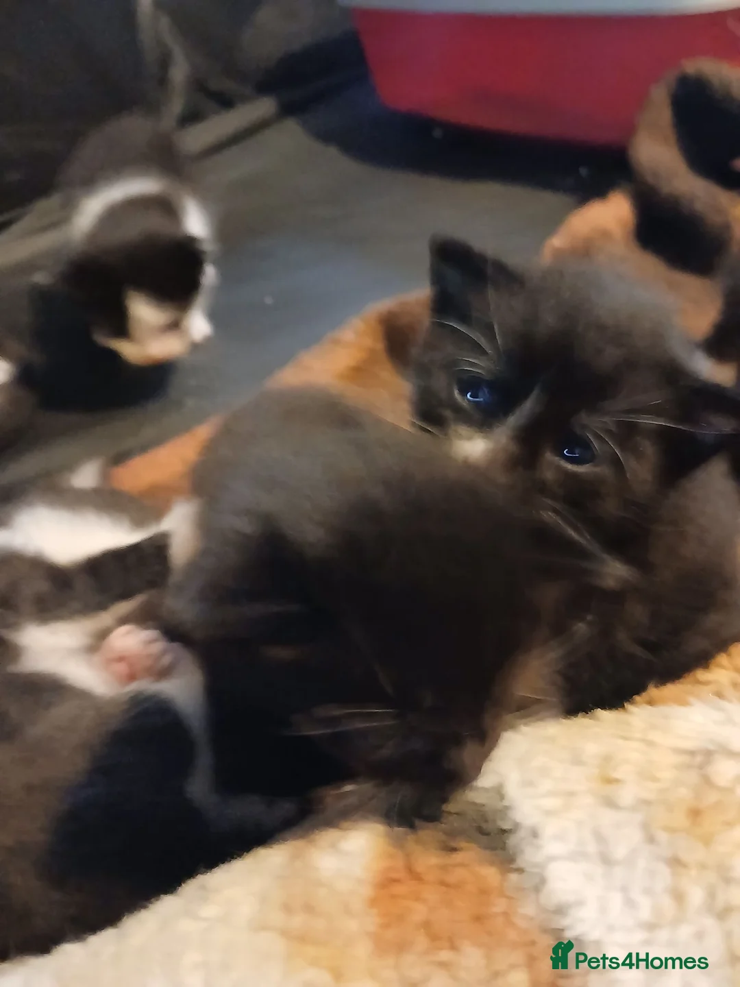 Mixed Breed cats for sale: Mixed breed Kittens  - Advert 2
