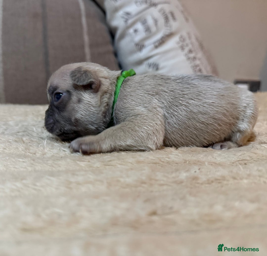 French Bulldog dogs for sale: French bulldog puppies - Advert 7