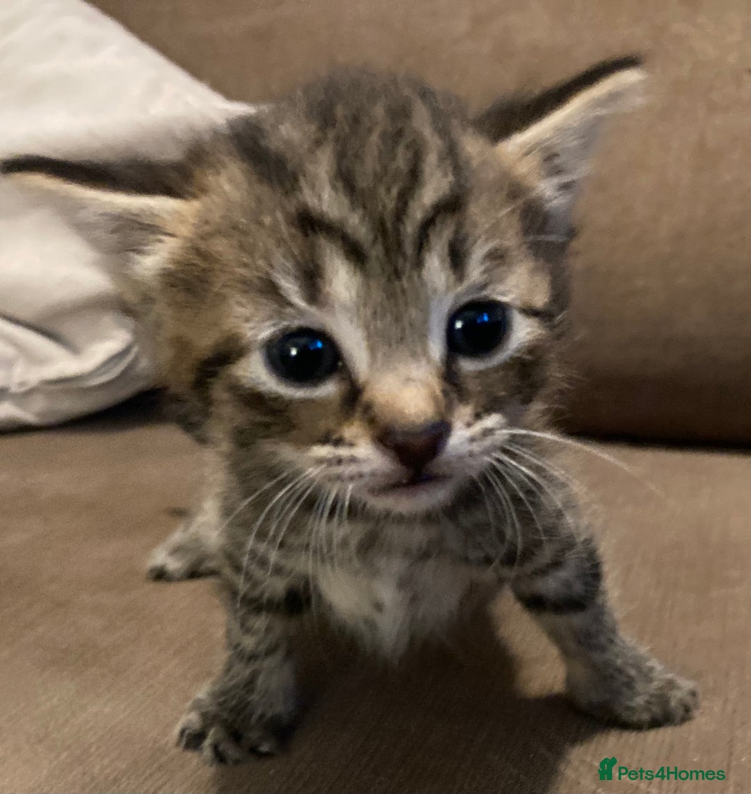 British Shorthair cats for sale: Kittens  - Image 7
