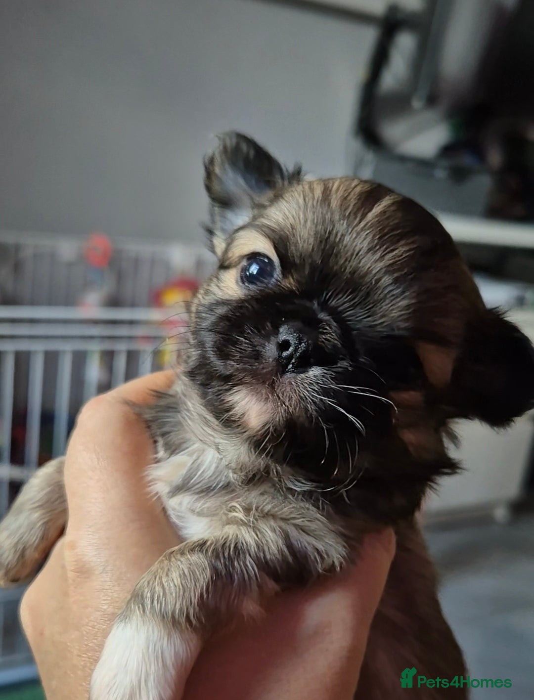 Chihuahua dogs KC registered tiny Chihuahua puppies  - Advert 5