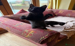 Mixed Breed cats for sale: 2 female British short hair cross  - Advert 5