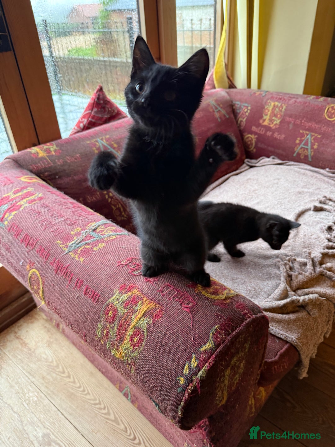 Mixed Breed cats for sale: 2 female British short hair cross  - Advert 5