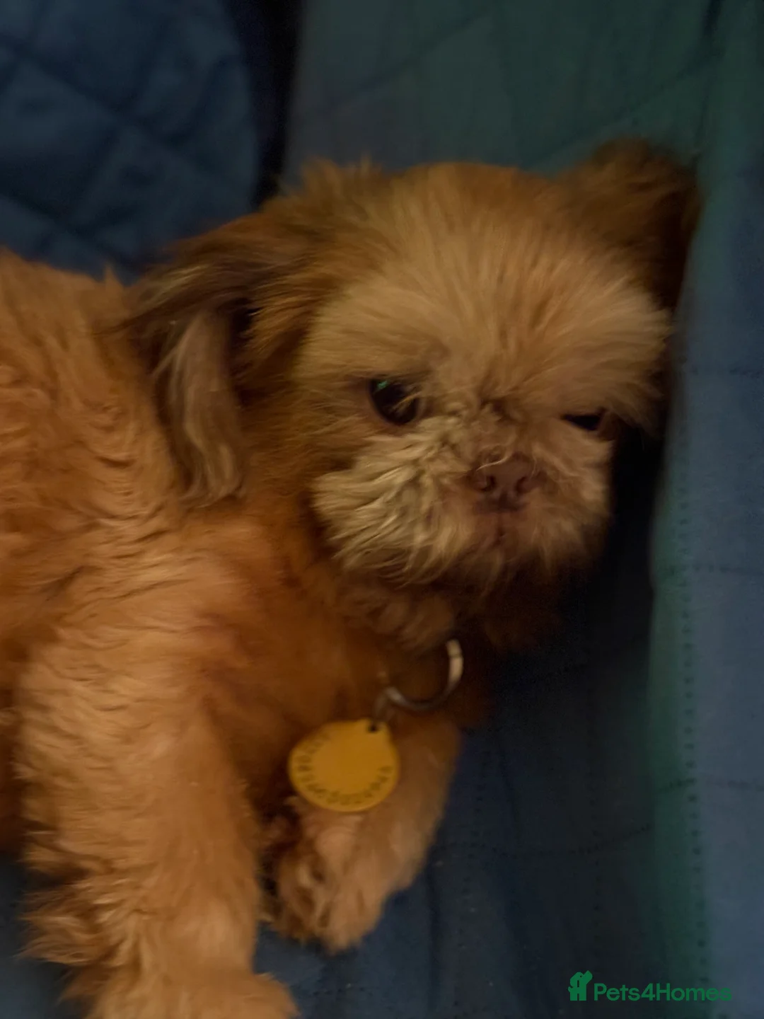 Shih Tzu dogs for sale: ALL SOLD THANK YOU - Advert 30