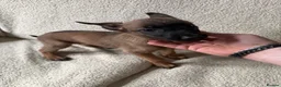 Belgian Shepherd Dog dogs for sale: Last 3 girls ready to leave now kc registered  - Advert 11