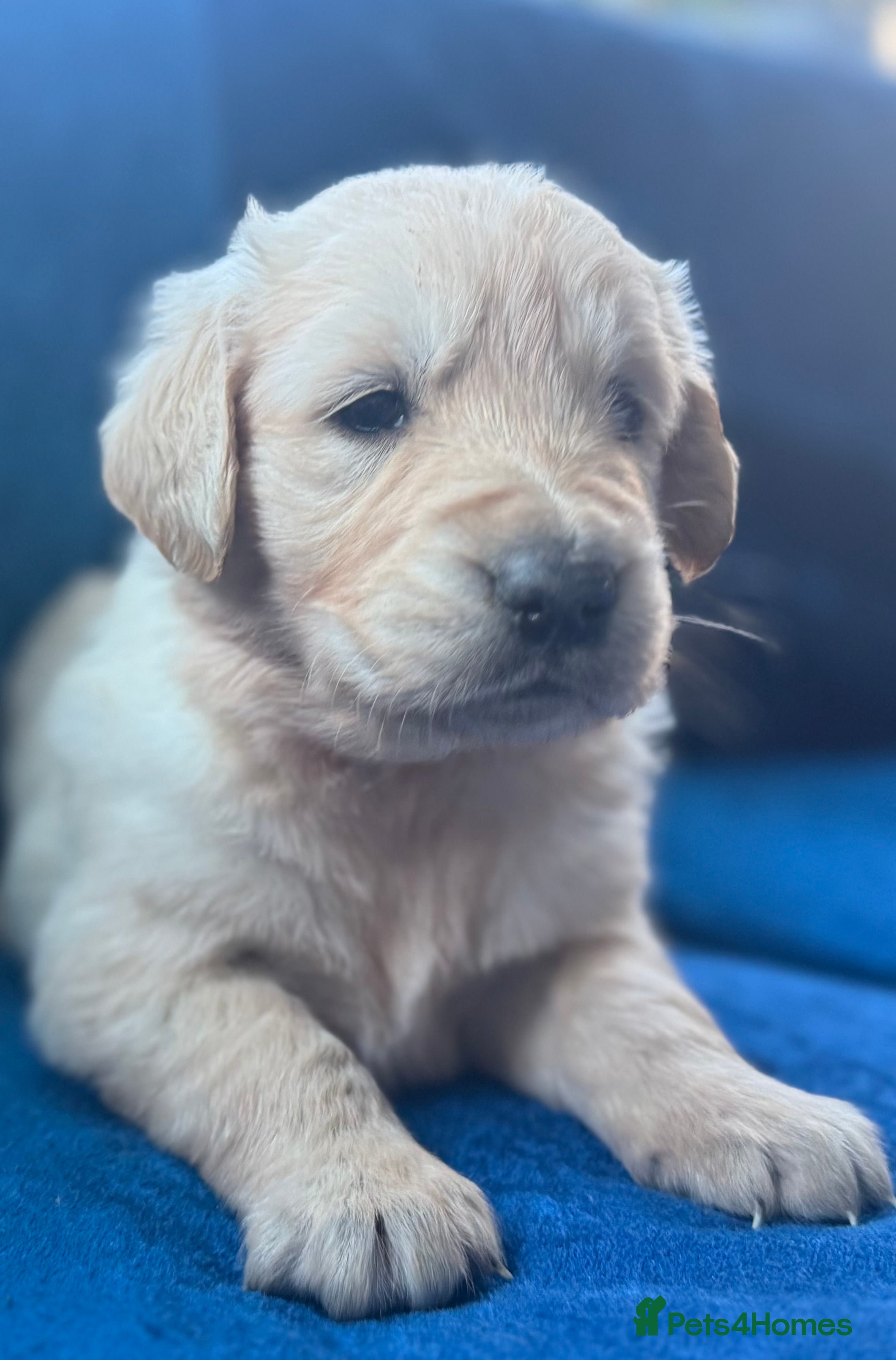 Golden Retriever dogs Beautiful home reared pups for sale - Advert 13