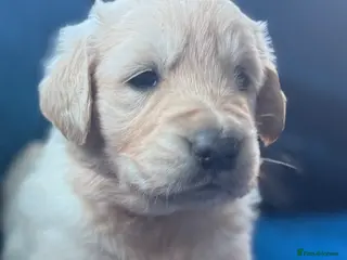 Golden Retriever dogs Beautiful home reared pups for sale - Advert 13