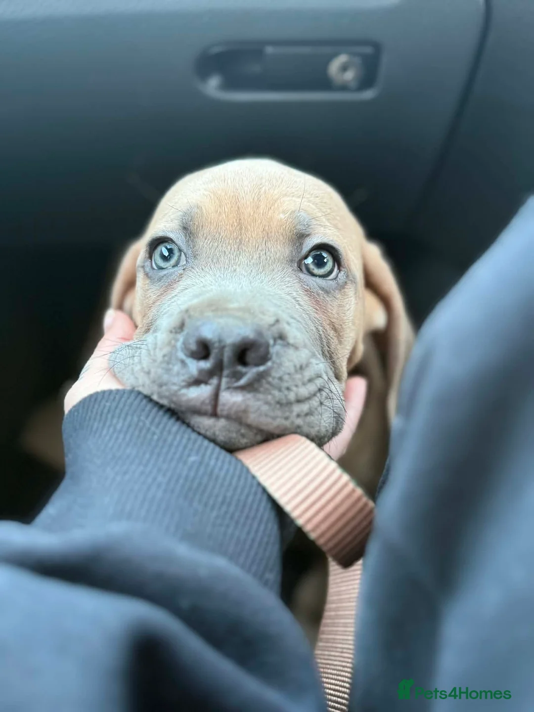 Cane Corso dogs for sale: Ready now🦭MaleCaneCorso PuppiesTake Home Today! - Advert 2