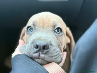 Cane Corso dogs Ready now🦭MaleCaneCorso PuppiesTake Home Today! - Advert 15