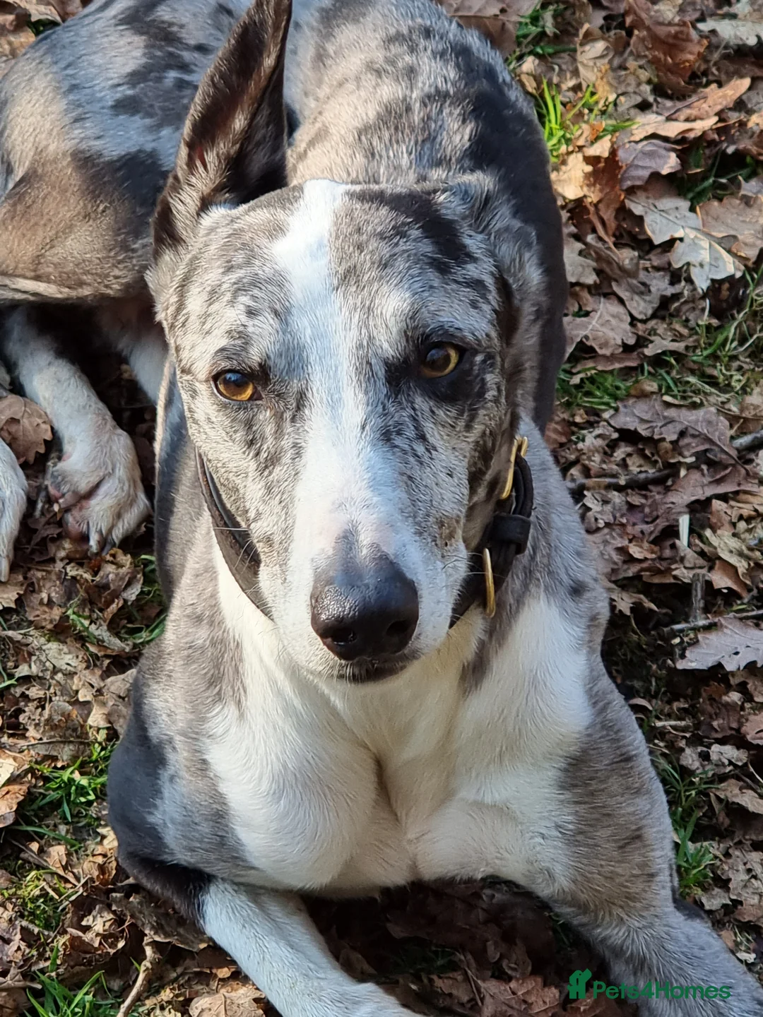 Lurcher dogs for stud: Merle lurcher for stud  in Rotherham - Advert 2