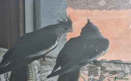 Cockatiels birds for sale: 2 hand reared 10 week old cockatiels  - Image 2