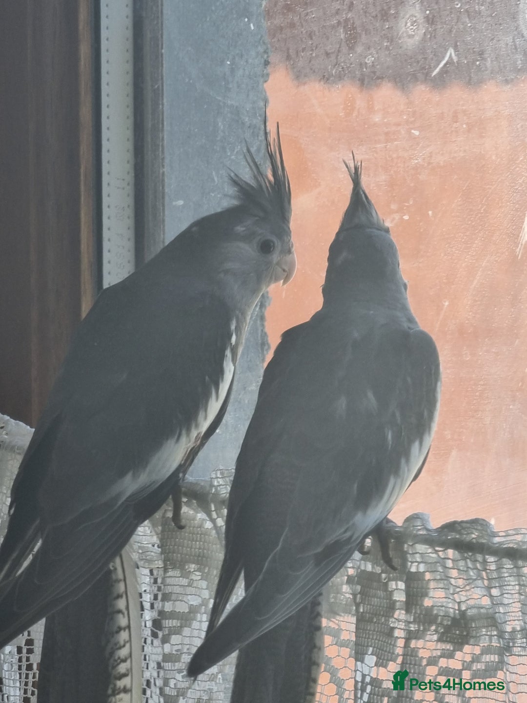 Cockatiels birds for sale: 2 hand reared 10 week old cockatiels  - Image 2