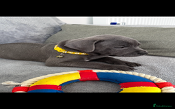 Staffordshire Bull Terrier dogs for sale: Blue Staffordshire bull terrier  - Image 8