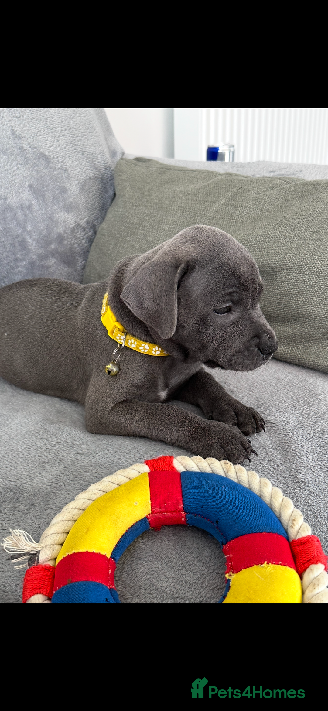 Staffordshire Bull Terrier dogs for sale: Blue Staffordshire bull terrier  - Image 8