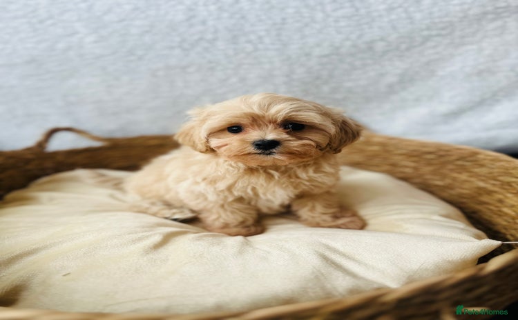 Maltipoo dogs - Advert 3