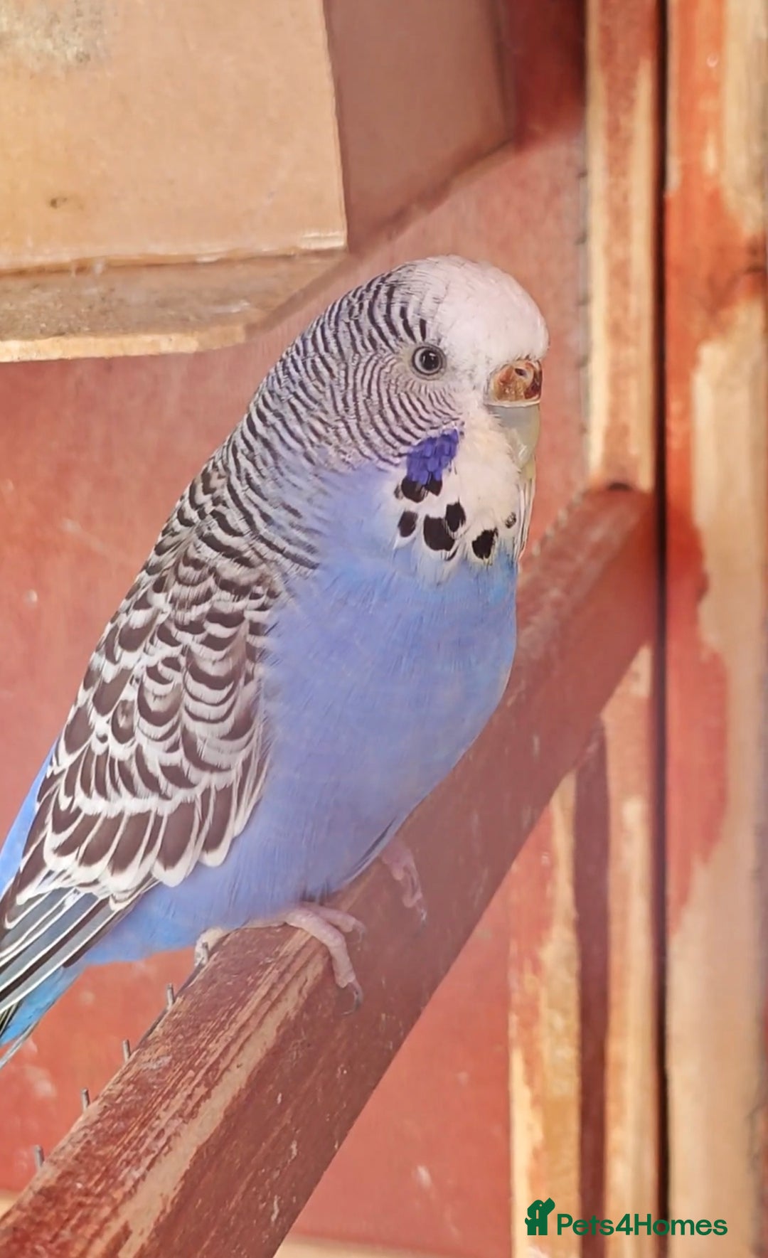 Budgerigars birds for sale: Budgies (Parakeets) for sale! - Image 4