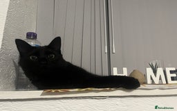 Domestic Shorthair cats for sale: FREE! Gorgeous Blackish Brown kitten - Image 3